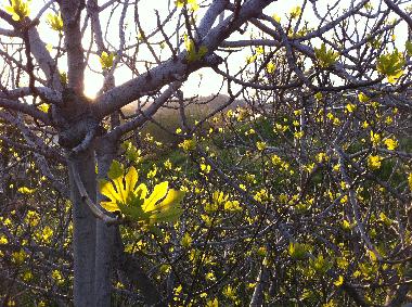 Villa in Piani Cipressa (Imperia) oder Ferienwohnung oder Ferienhaus