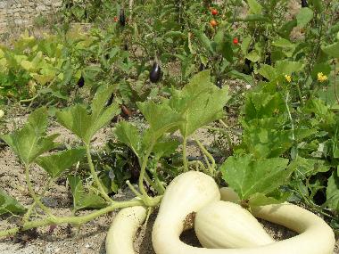 Villa in Piani Cipressa (Imperia) oder Ferienwohnung oder Ferienhaus