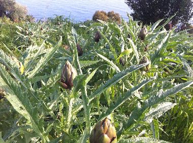 Villa in Piani Cipressa (Imperia) oder Ferienwohnung oder Ferienhaus