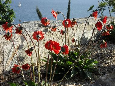 Villa in Piani Cipressa (Imperia) oder Ferienwohnung oder Ferienhaus