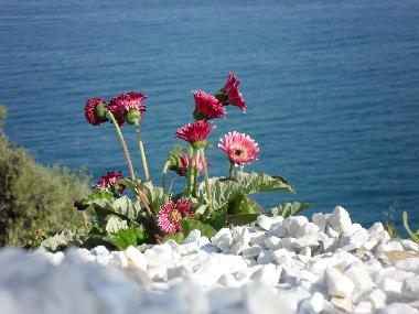 Villa in Piani Cipressa (Imperia) oder Ferienwohnung oder Ferienhaus