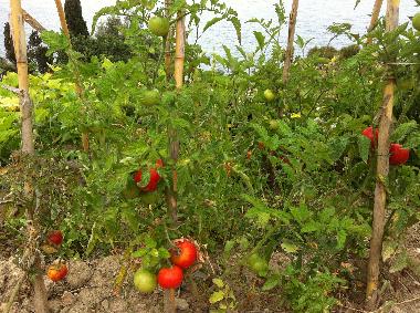 Villa in Piani Cipressa (Imperia) oder Ferienwohnung oder Ferienhaus