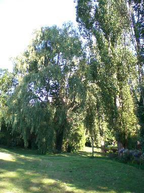 Ferienhaus in Bois de C�n� (Vend�e) oder Ferienwohnung oder Ferienhaus