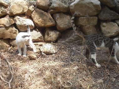 Chalet in Olympos (Antalya) oder Ferienwohnung oder Ferienhaus