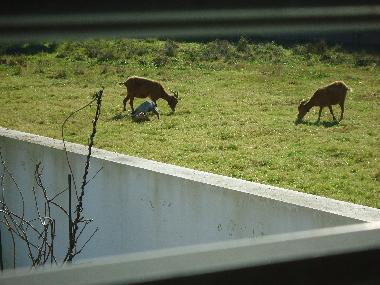 Ferienhaus in Caminha (Norte) oder Ferienwohnung oder Ferienhaus