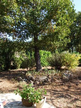 Ferienhaus in St. Cezaire-sur-Siagne (Alpes-Maritimes) oder Ferienwohnung oder Ferienhaus
