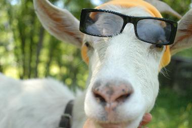 Ferienwohnung in vielsalm (Wallonien) oder Ferienwohnung oder Ferienhaus