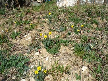 Ferienwohnung in Terria (Ferentillo) (Terni) oder Ferienwohnung oder Ferienhaus