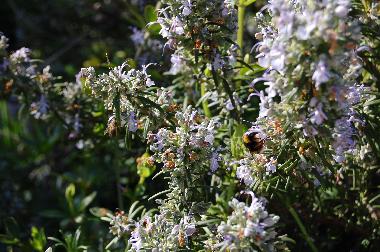 Ferienwohnung in Sintra (Grande Lisboa) oder Ferienwohnung oder Ferienhaus