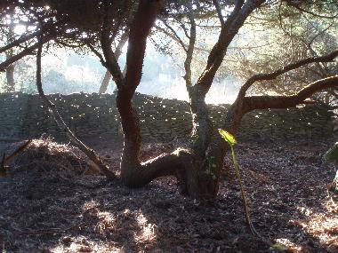 Ferienwohnung in Sintra (Grande Lisboa) oder Ferienwohnung oder Ferienhaus