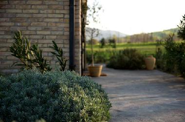 Unser Lavendel wartet auf sein Erbl�hen.