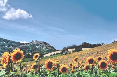 Die heitere Landschaft vor dem Staedchen Arcevia.