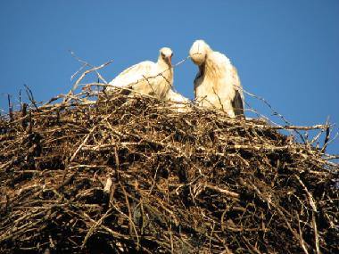 Ferienhaus in at sea (Saaremaa) oder Ferienwohnung oder Ferienhaus