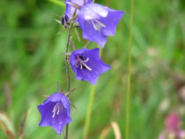 Ferienhaus in at sea (Saaremaa) oder Ferienwohnung oder Ferienhaus