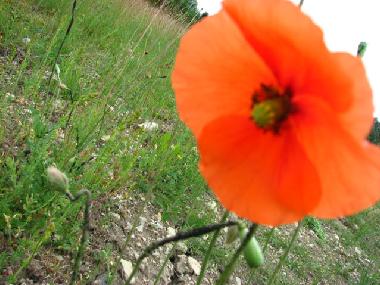 Ferienhaus in at sea (Saaremaa) oder Ferienwohnung oder Ferienhaus