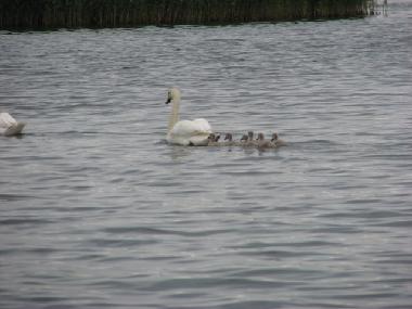 Ferienhaus in at sea (Saaremaa) oder Ferienwohnung oder Ferienhaus
