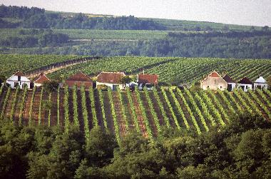 Ferienwohnung in Zellerndorf (Weinviertel) oder Ferienwohnung oder Ferienhaus