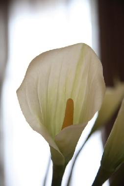 KALLE Blumen in VITTORIA Suite