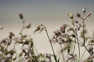 Ferienhaus in St Lonard (Manche) oder Ferienwohnung oder Ferienhaus
