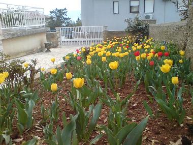 Ferienwohnung in Novi Vinodolski (Primorsko-Goranska) oder Ferienwohnung oder Ferienhaus