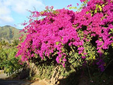 Ferienhaus in Los Llanos (La Palma und El Hierro) oder Ferienwohnung oder Ferienhaus