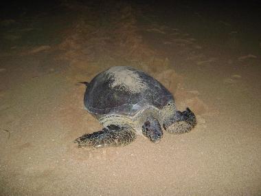 Schildkrte vor der Eiablage direkt vor unserem Grundstck