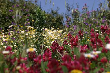 Eine �ppige Bl�tenpracht sondersgleichen, unber�hrt und farbenfroh