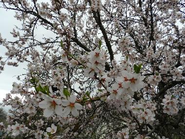 Ferienhaus in Gurzuf (Krym, Avtonomna Respublika) oder Ferienwohnung oder Ferienhaus