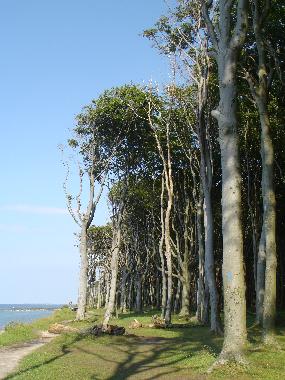 Ferienwohnung in Ostseebad Nienhagen (Mecklenburgische Ostseekste) oder Ferienwohnung oder Ferienhaus
