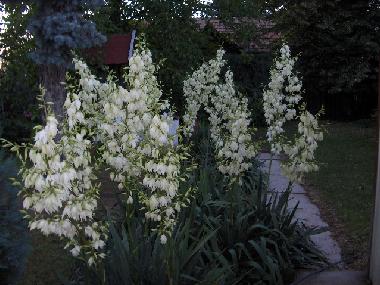 Ferienhaus in Mezokovesd-Zsory Furdo (Borsod-Abauj-Zemplen) oder Ferienwohnung oder Ferienhaus