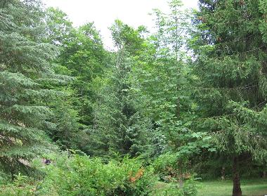 Ferienhaus in Kolasin (Montenegro) oder Ferienwohnung oder Ferienhaus