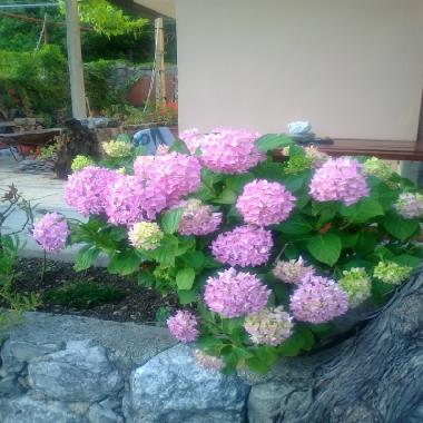 Ferienhaus in Dubrovnik (Dubrovacko-Neretvanska) oder Ferienwohnung oder Ferienhaus