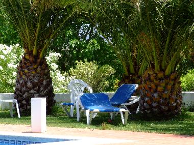 unter diesen Palmen liegen Sie richtig, Musik und G&T ?