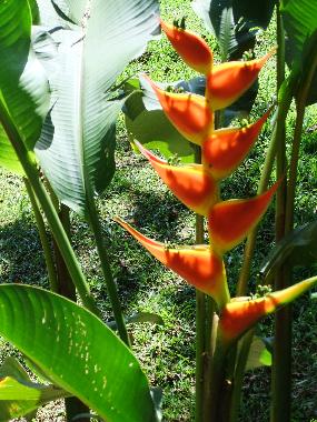 Ferienhaus in Horquetas (Heredia) oder Ferienwohnung oder Ferienhaus