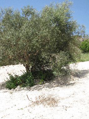 Villa in n/a (Ragusa) oder Ferienwohnung oder Ferienhaus