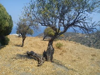 Ferienhaus in Exabela (Kyklades) oder Ferienwohnung oder Ferienhaus