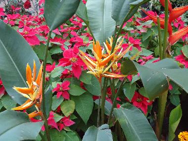 Bunte Bl�tenpracht