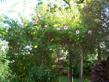 Tolle verschieden farbige Bl�ten 