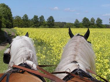 Ferienhaus in 19230 (Mecklenburg-Schwerin) oder Ferienwohnung oder Ferienhaus