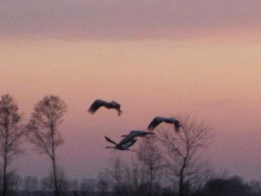 Ferienhaus in 19230 (Mecklenburg-Schwerin) oder Ferienwohnung oder Ferienhaus