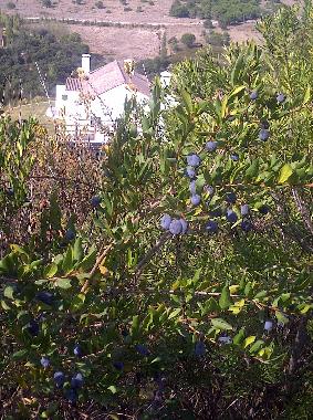 Pension in Palmela (Pen�nsula de Set�bal) oder Ferienwohnung oder Ferienhaus