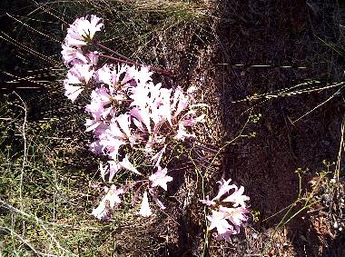 Pension in Palmela (Pen�nsula de Set�bal) oder Ferienwohnung oder Ferienhaus