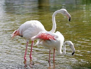 Ferienhaus in St. Pierre la Mer (Aude) oder Ferienwohnung oder Ferienhaus