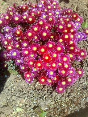 Ferienhaus in Porto Rafti (Attiki) oder Ferienwohnung oder Ferienhaus