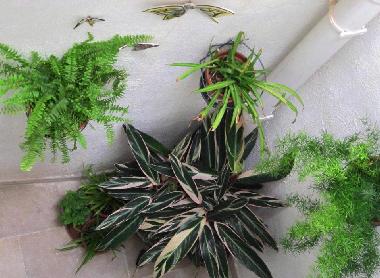 Ferienhaus in Haz-Zebbug (Malta) oder Ferienwohnung oder Ferienhaus