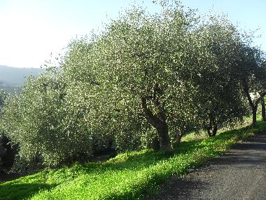 Ferienwohnung in San Bartolomeo al Mare (Imperia) oder Ferienwohnung oder Ferienhaus
