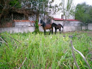 Ferienhaus in Xoreuto (Magnisia) oder Ferienwohnung oder Ferienhaus