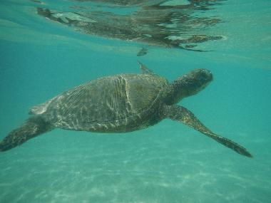 Ferienhaus in Pahoa (Hawaii) oder Ferienwohnung oder Ferienhaus