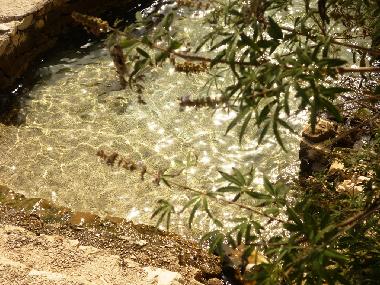Ferienwohnung in Seget Vranjica (Splitsko-Dalmatinska) oder Ferienwohnung oder Ferienhaus