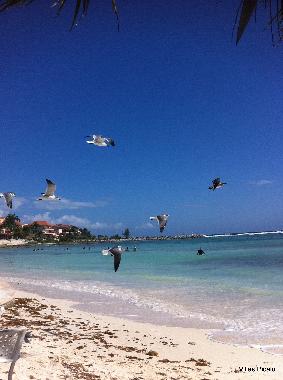 Hotel in Puerto Aventuras (Playa del Carmen) (Quintana Roo) oder Ferienwohnung oder Ferienhaus